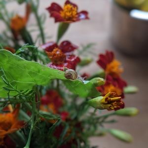 Meet your Posher, Jeannine